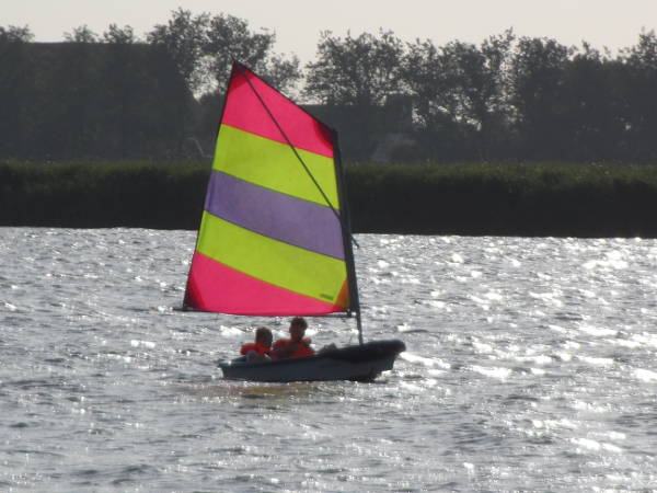 dolfijnen